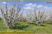 Άνοιξη - Ανθισμένες ροδακινιές & Κερασιές του Ημαθιώτικου κάμπου (15.03.2026)