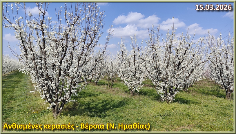 Kerasies kai Rodakinies 15 03 2026 Veria Hmathias