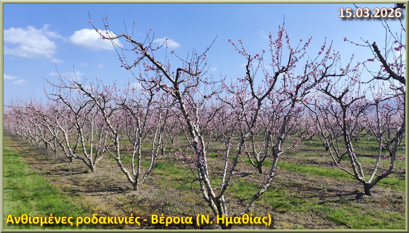 Kerasies kai Rodakinies 15 03 2026 Veria Hmathias k1